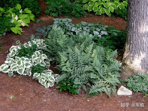 陰性植物|阴生植物